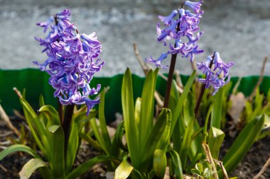 Bahçede çiçek açan sümbüller, sümbül çiçekleri...
