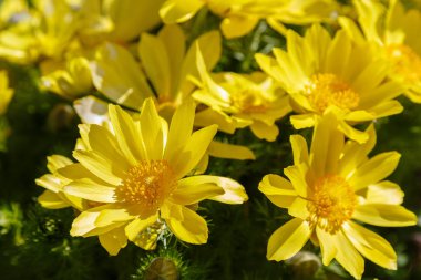 Adonis vernalis, sping garden'da çok yıllık bir çiçekli bitkidir. Adonis vernalis tıbbi bir bitkidir. Doğal arka planda sarı Adonis çiçekleri