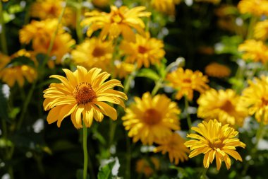 Çiçek yatağında sarı papatyalar. Otsu yıllıklar ve çok yıllık heliopsis cinsi (Heliopsis).