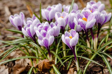 Çiğdem, çoğul crocuses iris ailesinde çiçekli bitkilerin bir cinstir. Bir demet timsah, timsahlarla dolu bir çayır.