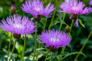 Centaurea cyanus bahçede. Leylak çiçekleri cornflower scabiosa (Centaurea scabiosa) bir orman çim üzerinde