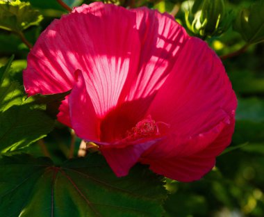 Bahçede ebegümeci çiçeği (Hibiscus gül sinensis). Karkade tropikal bahçe.