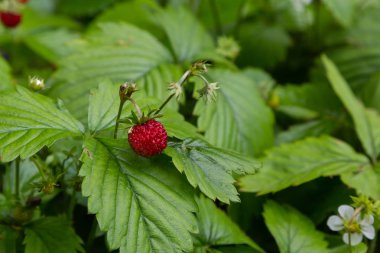 Ormanda yabani fragaria meyveleri, doğal yeşil arka plan
