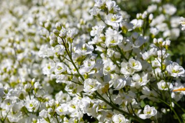 Alp tepeüzerinde beyaz arabis çiçekli