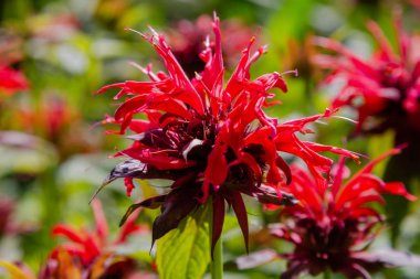 Monarda kırmızı çiçek, bahçede çiçek monarda