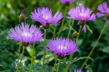 Centaurea cyanus bahçede. Leylak çiçekleri cornflower scabiosa (Centaurea scabiosa) bir orman çim üzerinde