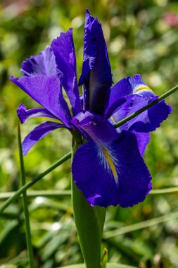 Yaz bahçesinde Xiphium. Xiphium çok yıllık soğanlı bitkilerdir