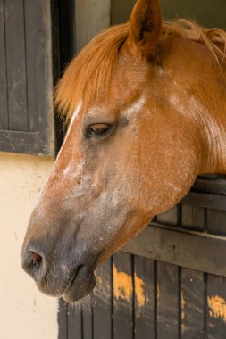 Ahırda güzel at portresi