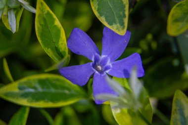 Bahar bahçesinde periwinkle mor mavi çiçekler (vinca minör). Vinca minör L. - cüce periwinkle, küçük periwinkle, ortak periwinkle, mersin, sürünen mersin