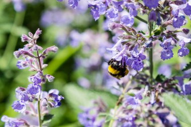 Nepeta veya Catnip çiçek çiçekleri. Yaz çiçek arka plan. Yaz bahçesinde şifalı bitkiler ve bitkiler-bal bitkileri