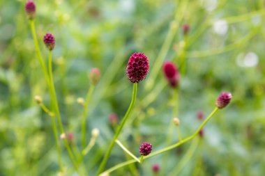 Sanguisorba officinalis, büyük burnet, aile Rosaceae, alt familyarosoideae bir bitkidir. Sanguisorba officinalis kaya bahçesi için tıbbi bitki ve bitki