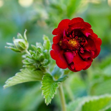 Potentilla atrosanguinea bahçede. Potentilla'nın kırmızı çiçeği. Bahçede şifalı bitkilerin yetiştirilmesi