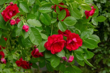 Güzel tonda güller yakın. Doğa arka planı