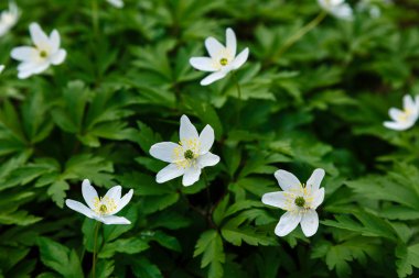 Bahçede Japon anemon çiçekleri. Çiçekli Japon anemonları.