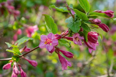 Weigela Florida'nın çiçekleri. Blooming Weigela (Weigela florida) güneşli bir günde bahar bahçesinde. Çiçeklerle doğal arka plan. Bahçede süs çalıları