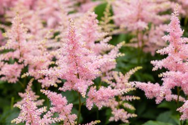 Astilbe japonik bir bahçe. Sahte Spiraea, doğal arkaplanda tuzlanma