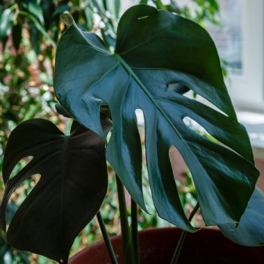 Monstera yeşil yaprakları - popüler bir tropikal bitki