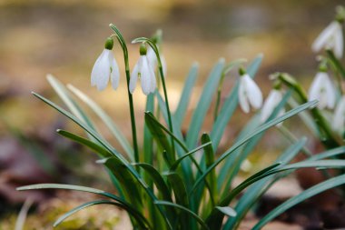 Kardelen veya ortak kardelen (Galanthus nivalis) bahçede çiçekler