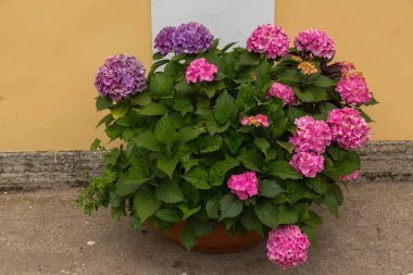 Ortanca çiçekleri açar. Kaplarda süs bitkileri ile Ortanca Bush.