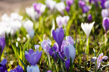 Çiğdem, çoğul crocuses iris ailesinde çiçekli bitkilerin bir cinstir. Bir demet timsah, timsahlarla dolu bir çayır.