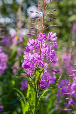 Fireweed Mor çiçekler, Rosebay Willowherb, Epilobium angustifolium, Fransız söğüt, doğal arka planda Ivan-çay, sağlıklı çay, geleneksel tıp. Çiçek arka plan