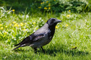 Corvus cornix. Bahçede gri karga civciv