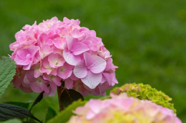 Ortanca çiçekleri açar. Kaplarda süs bitkileri ile Ortanca Bush.