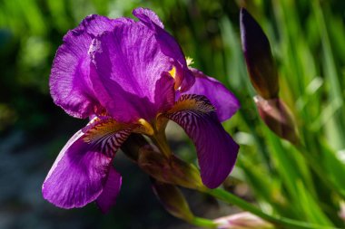 Yaz bahçesinde Xiphium. Xiphium çok yıllık soğanlı bitkidir 