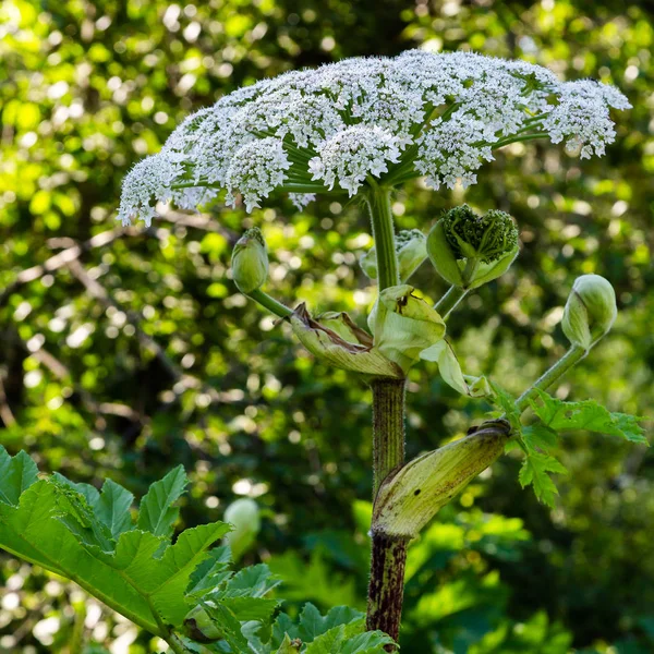 Heracleum Sosnowskyi Apoisonous Plant Commonly Known Giant Hogweed Cartwheel Flower — Stock Photo, Image