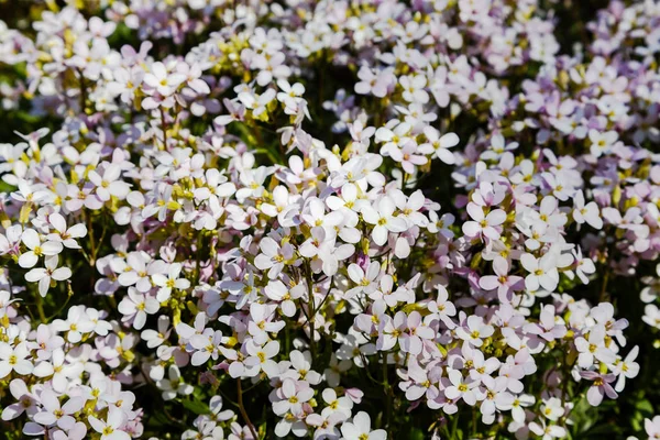 Цвітіння Білих Арабо Альпійську Гірку — стокове фото