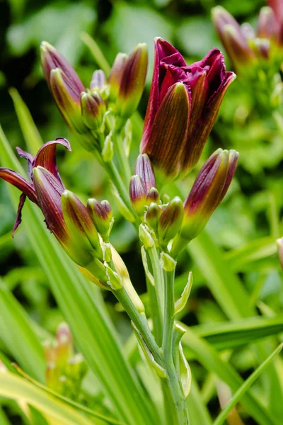 Passeios Diurnos Floridos Jardim Hemerocallis Florescente Jardim Verão Lindas Flores — Fotografia de Stock