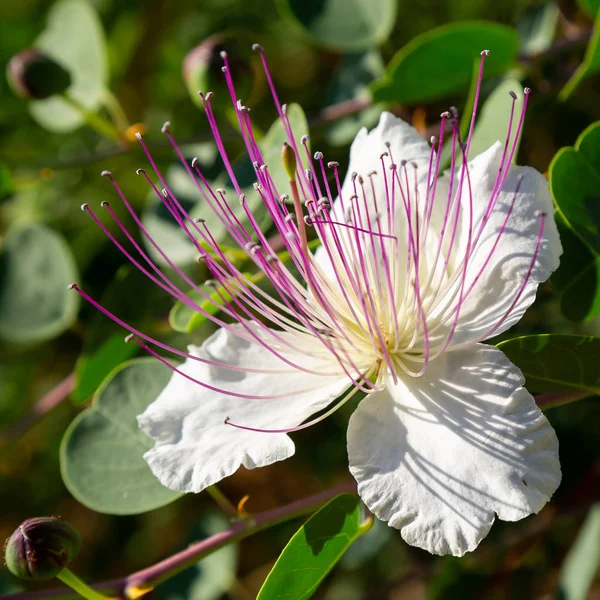 Gros Plan Sur Les Fleurs Arbuste Câpres Capparis Spinosa Fleurs — Photo