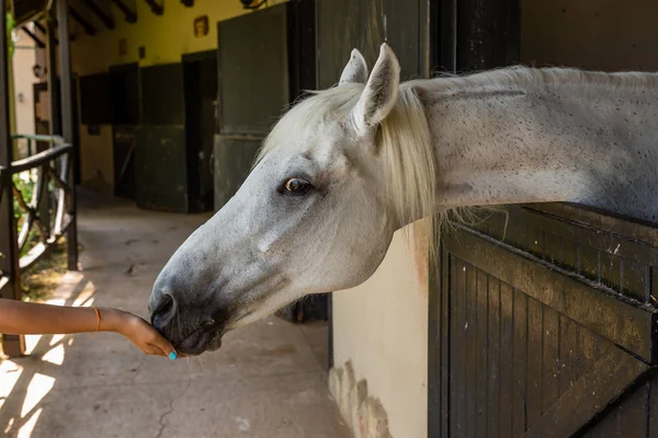 Mooi Paard Portret Stal — Stockfoto