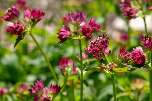 Flowers Astrantia Major Great Masterwort Garden — Stock Photo, Image