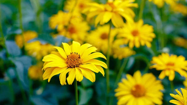 Margaridas Amarelas Canteiro Flores Gênero Plantas Herbáceas Anuais Perenes Heliopsis — Fotografia de Stock