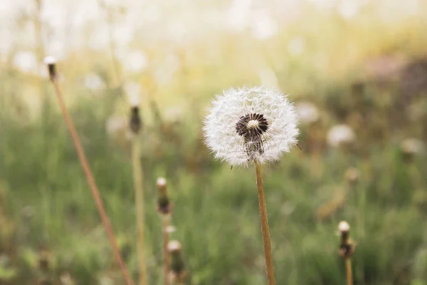 Natur Bakgrund Med Maskrosor — Stockfoto