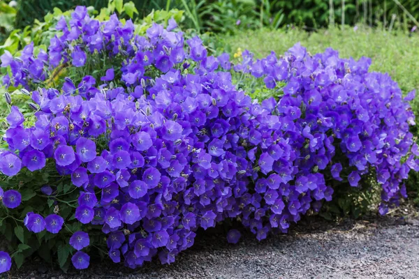 Campanula Patula Oder Glockenblume Ist Eine Pflanzenart Der Gattung Campanula — Stockfoto