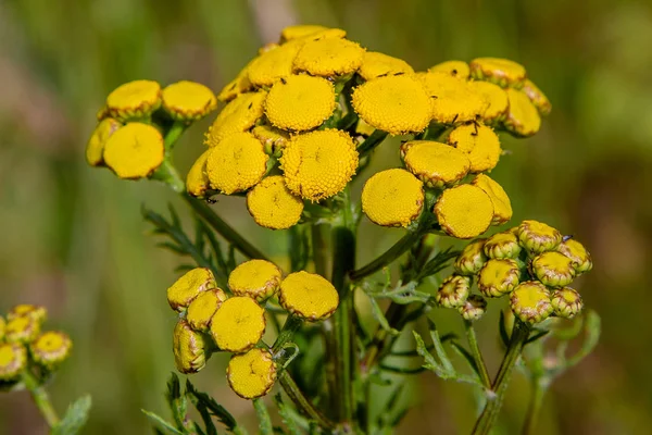Żółty Kwiat Tanacetum Vulgare Naturalnym Tle Rośliny Lecznicze Ogrodzie — Zdjęcie stockowe