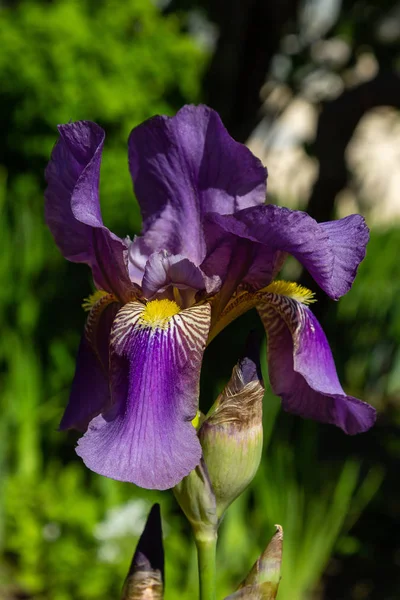 Xiphium Nel Giardino Estivo Xiphium Pianta Bulbosa Perenne — Foto Stock