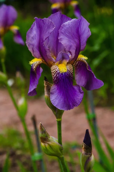 Xiphium Dans Jardin Été Xiphium Est Une Plante Bulbeuse Vivace — Photo