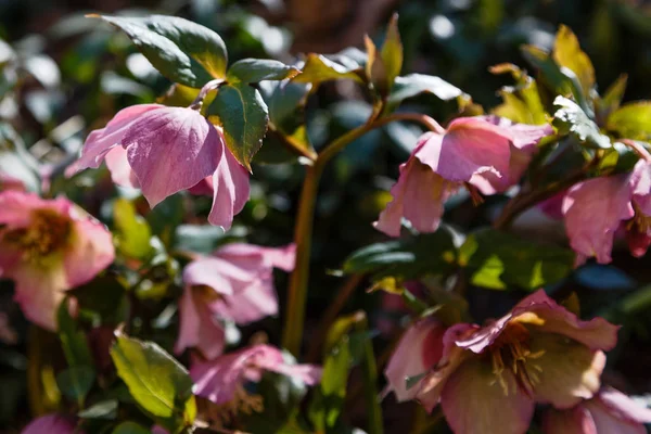 Hellebore Bahçede Çiçek Açıyor — Stok fotoğraf