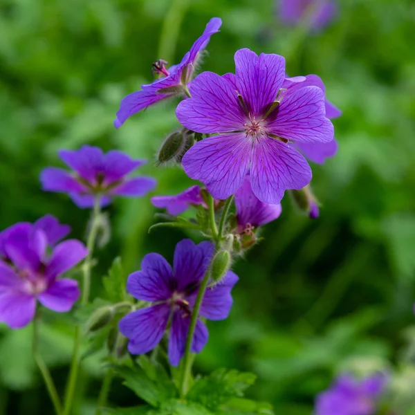 Geranium Pratense Garden — Stock Photo, Image