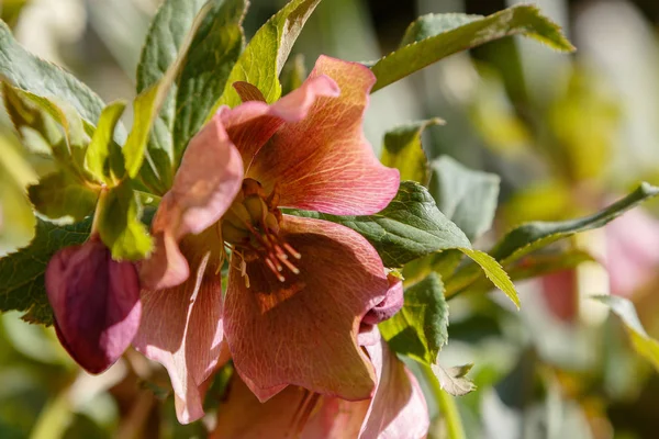 Hellebore Bahçede Çiçek Açıyor — Stok fotoğraf