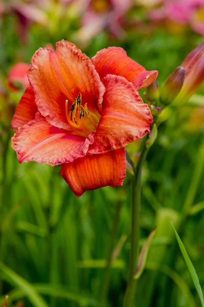 Bahçede Çiçekli Günlükler Yaz Bahçesinde Çiçek Açan Hemerocallis Daylilies Güzel — Stok fotoğraf