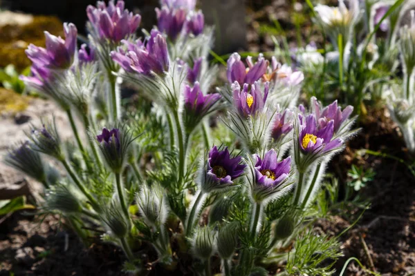 Fleurs Pâtes Orientales Lis Des Rochers Crocus Des Prairies Anémone — Photo