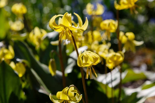 Erythronium Virágai Tavaszi Kertben Évelő Zöldséges Hagymás Növény Liliom Család — Stock Fotó