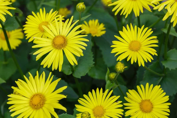 Florale Achtergrond Met Gele Madeliefjes Gele Daisy Bloemen Natuurlijke Achtergrond — Stockfoto
