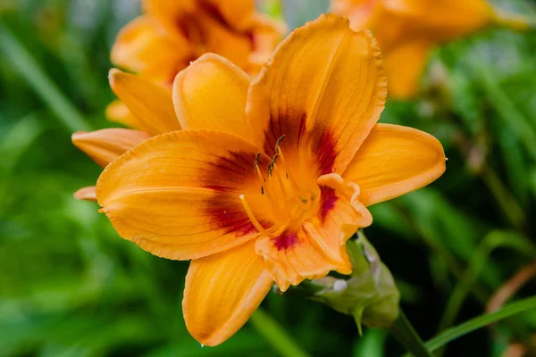 庭の開花日 夏の庭でヘメロカリを開花 日の出の美しい花 — ストック写真