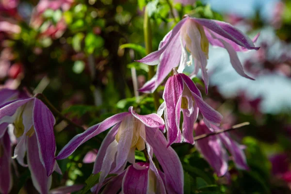 春の庭のクレマチス マクロペタラ 庭のクレマチスの花 — ストック写真