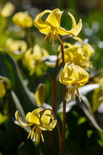 Květy Erythronia Jarní Zahradě Rostlina Čeledi Lilií Perný Býk Raný — Stock fotografie
